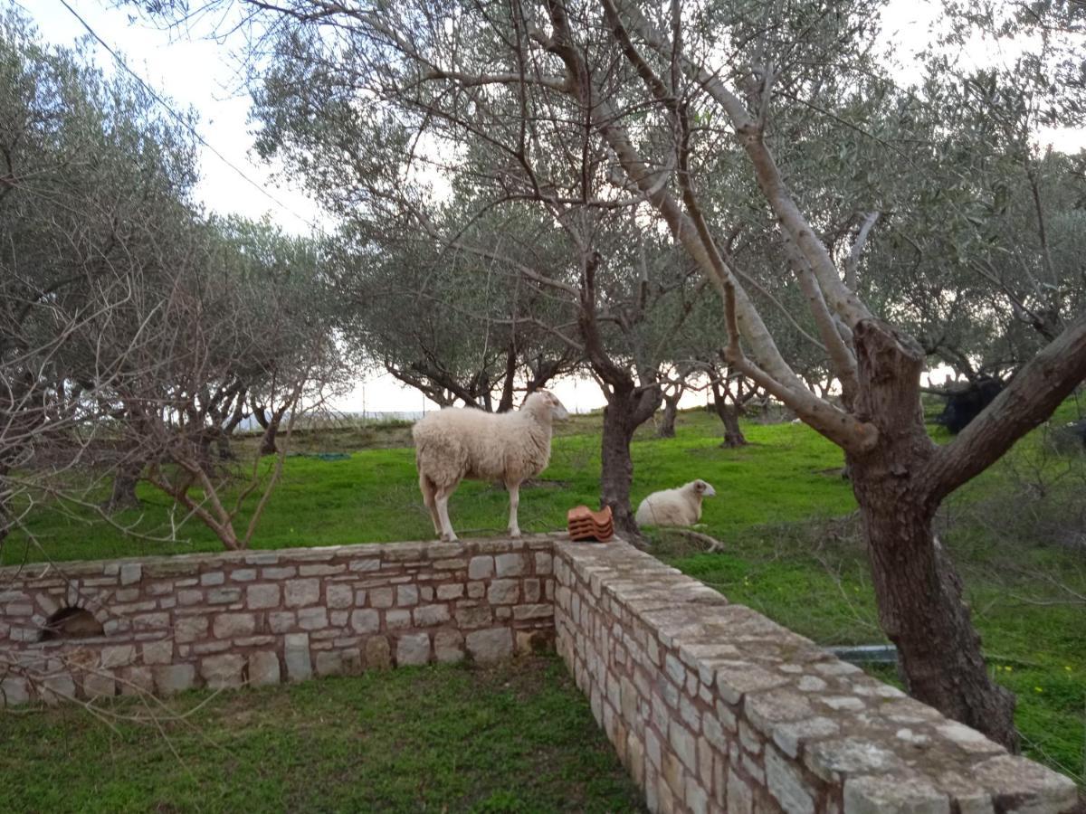 Ktima Tzamika Apartment Episkopi-Chania Екстериор снимка